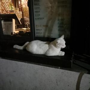 国产日逼特级视频
